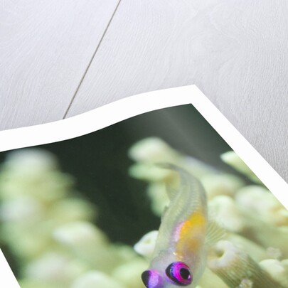 Redeye Hovering Goby by Anonymous