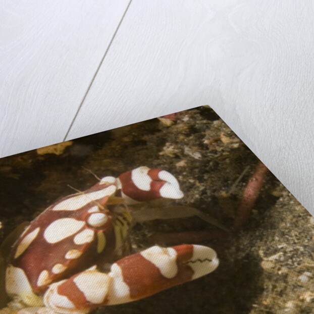 Harlequin Swimming Crab by Anonymous