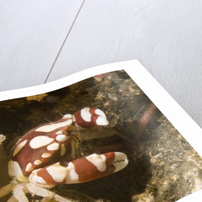 Harlequin Swimming Crab by Anonymous