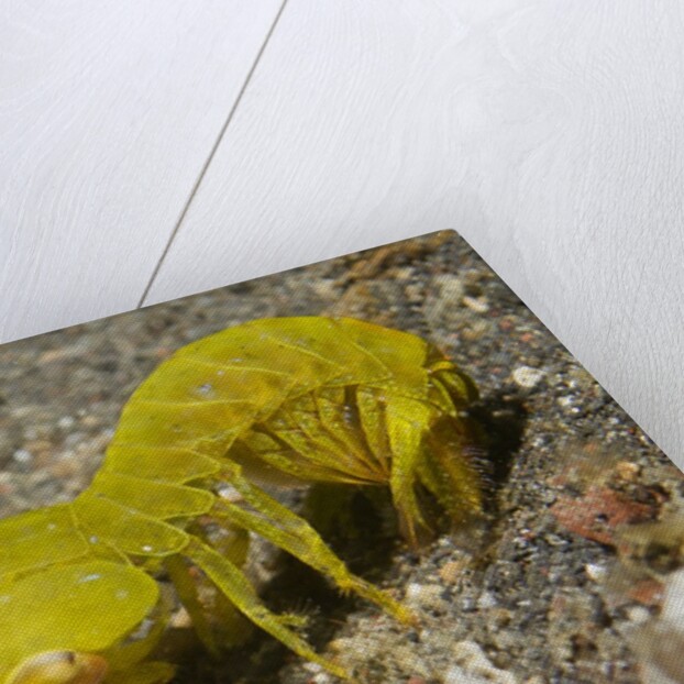 Smooth Mantis Shrimp female by Anonymous