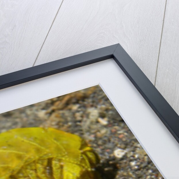 Smooth Mantis Shrimp female by Anonymous