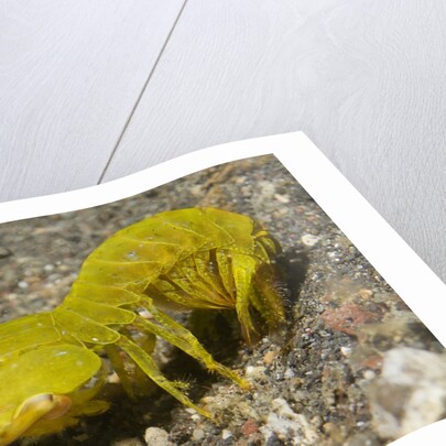 Smooth Mantis Shrimp female by Anonymous