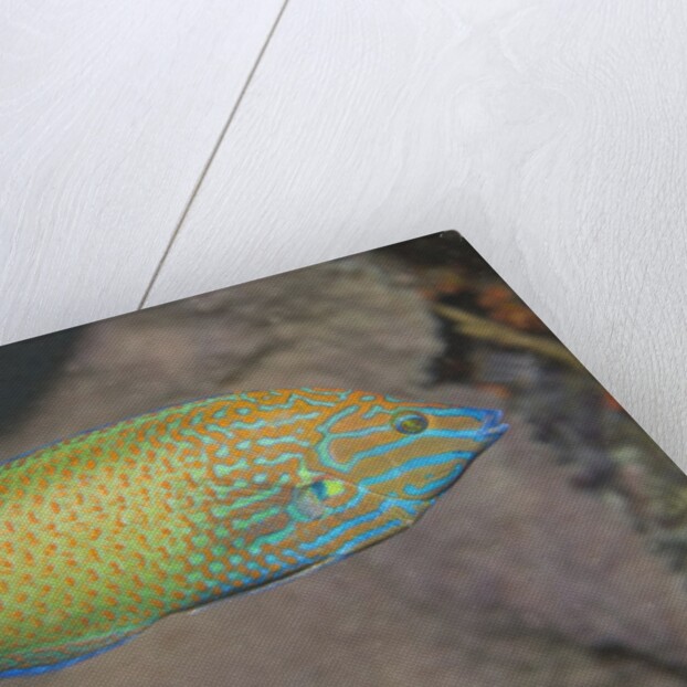 Chain-Lined Wrasse by Anonymous