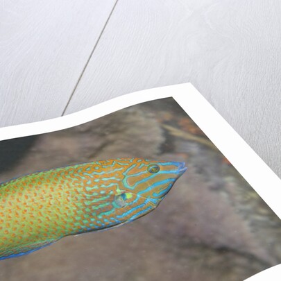 Chain-Lined Wrasse by Anonymous