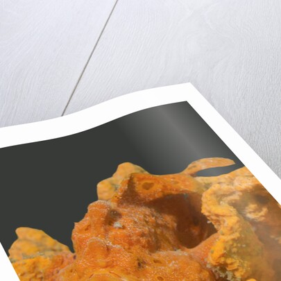Painted Frogfish with open mouth by Anonymous