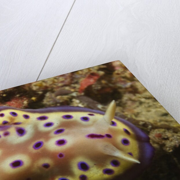 Kunie's Chromodoris by Anonymous