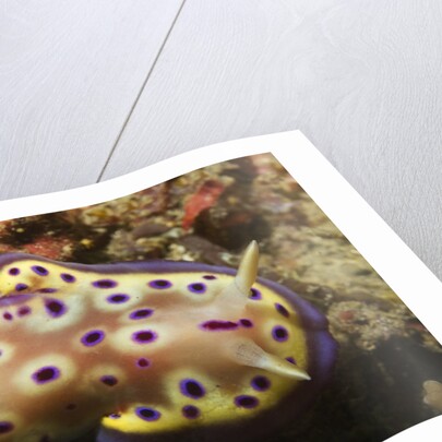 Kunie's Chromodoris by Anonymous