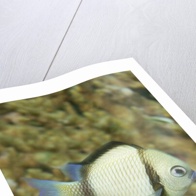 Reticulated Dascyllus by Anonymous