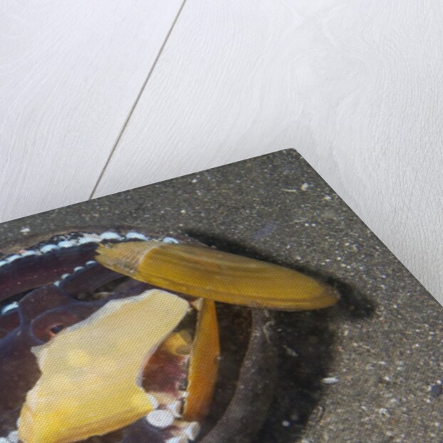 Coconut Octopus by Anonymous