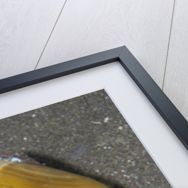 Coconut Octopus by Anonymous