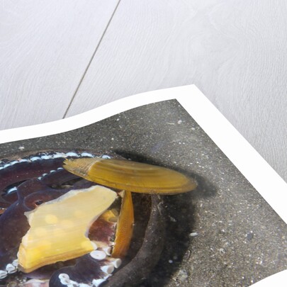 Coconut Octopus by Anonymous