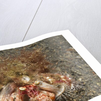 Anemone Hermit Crab by Anonymous