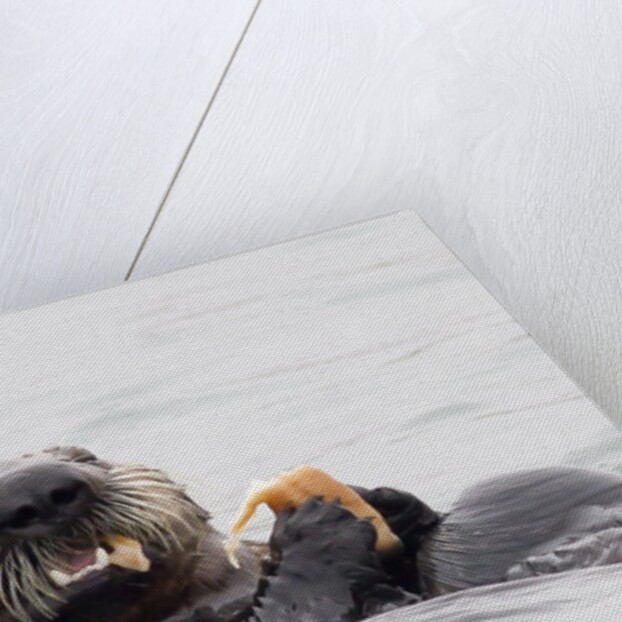 Southern Sea Otter eats a clam by Anonymous