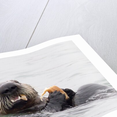 Southern Sea Otter eats a clam by Anonymous