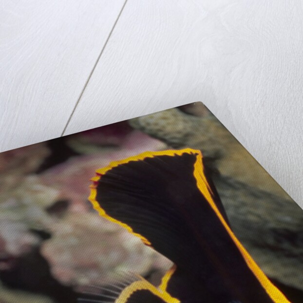 Juvenile Pinnate Spadefish by Anonymous