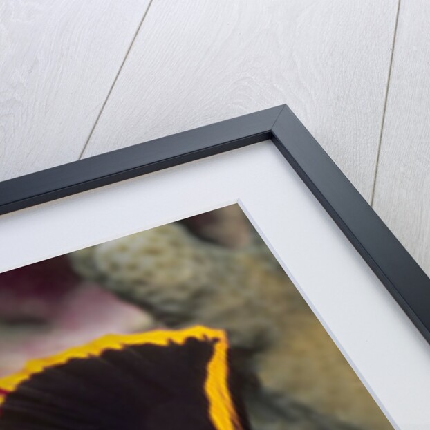 Juvenile Pinnate Spadefish by Anonymous