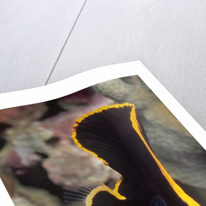 Juvenile Pinnate Spadefish by Anonymous