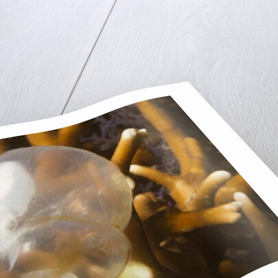 Broadclub Cuttlefish embreyo by Anonymous