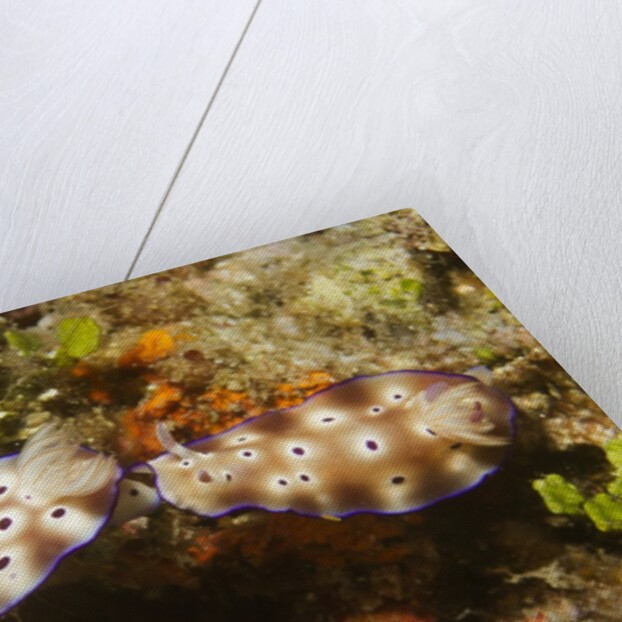 Tryon's Riabecia Nudibranchs trail each other by Anonymous