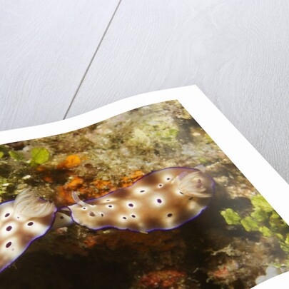 Tryon's Riabecia Nudibranchs trail each other by Anonymous
