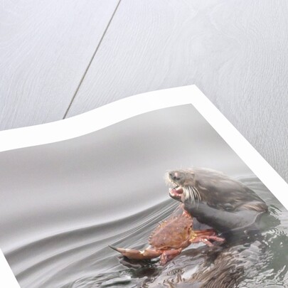 Southern Sea Otters eats a crab by Anonymous