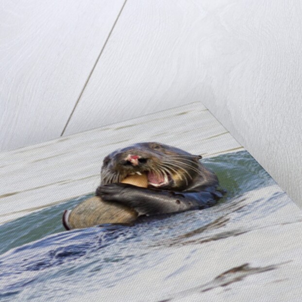 Southern Sea Otter eats a clam by Anonymous
