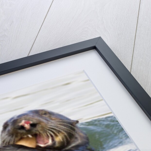 Southern Sea Otter eats a clam by Anonymous