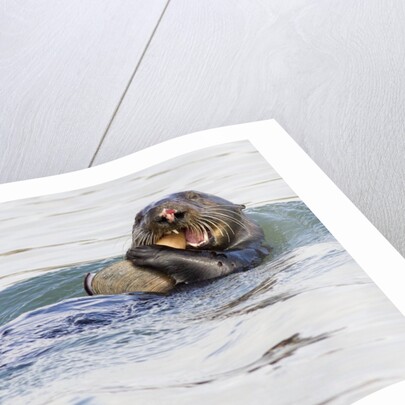 Southern Sea Otter eats a clam by Anonymous