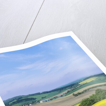 Canola Field by Anonymous