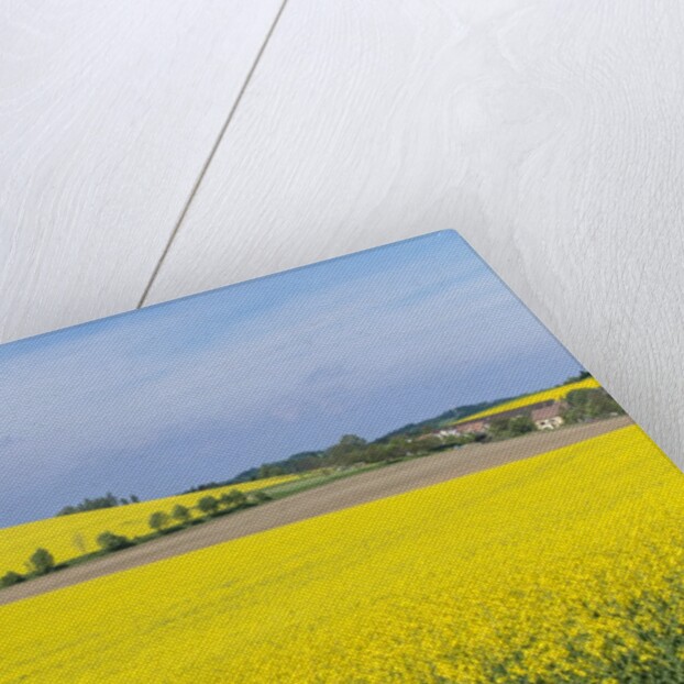 Canola Field by Anonymous