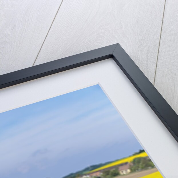 Canola Field by Anonymous