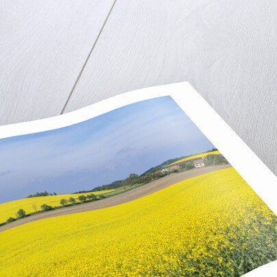 Canola Field by Anonymous
