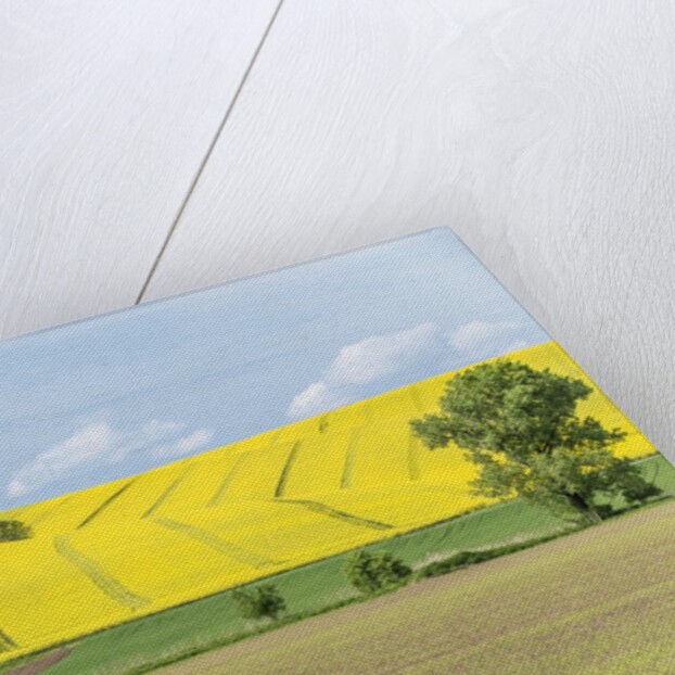 Spring Farm Fields by Anonymous