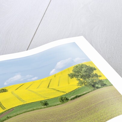 Spring Farm Fields by Anonymous