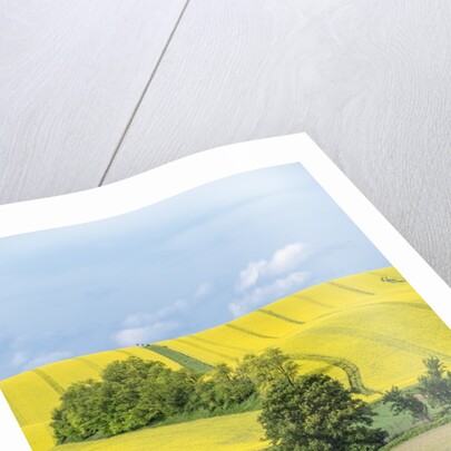 Spring Farm Fields by Anonymous