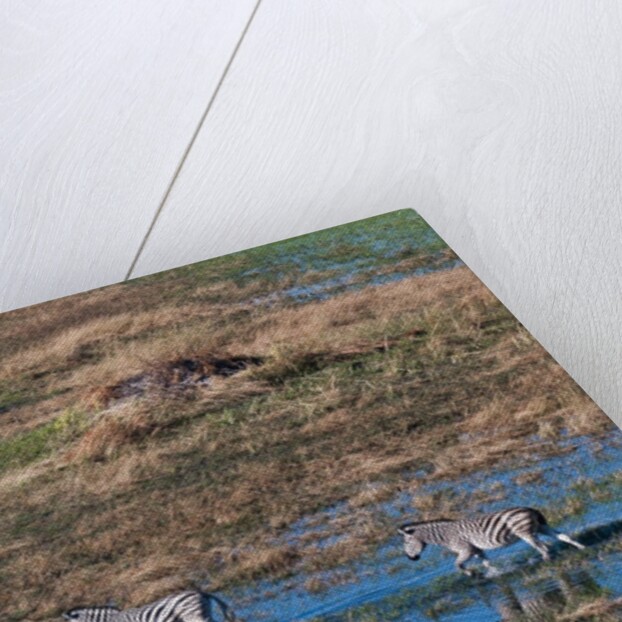 Aerial view of plains zebras by Anonymous