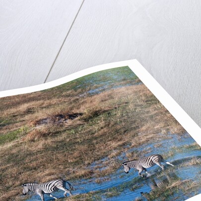Aerial view of plains zebras by Anonymous