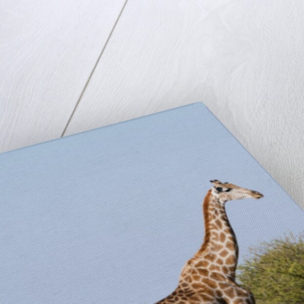 Southern giraffe by Anonymous