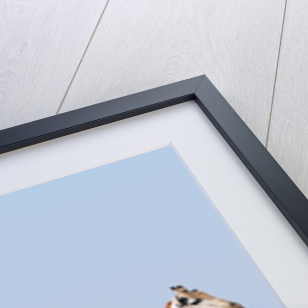 Southern giraffe by Anonymous