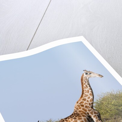Southern giraffe by Anonymous