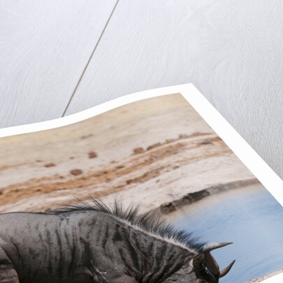 Blue wildebeest by Anonymous