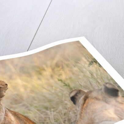 Lion (Panthera leo) by Anonymous