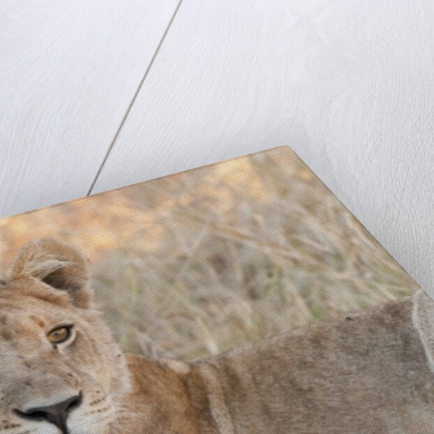 Lion (Panthera leo) by Anonymous