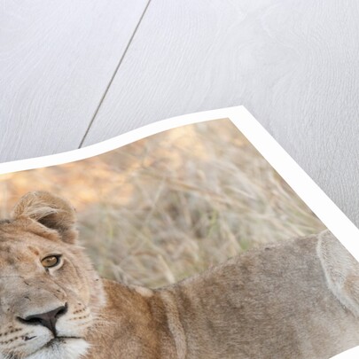 Lion (Panthera leo) by Anonymous