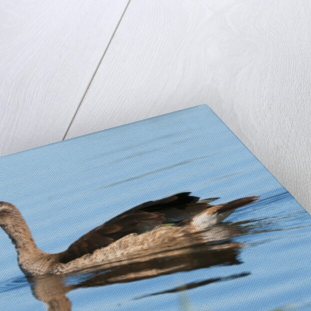 Knob-billed duck (Sarkidiornis melanotos) by Anonymous