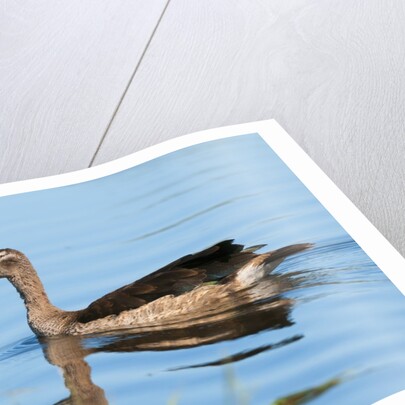 Knob-billed duck (Sarkidiornis melanotos) by Anonymous
