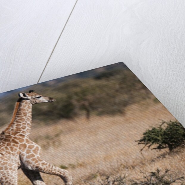 Southern giraffe (Giraffa camelopardalis) by Anonymous