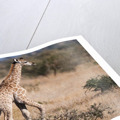 Southern giraffe (Giraffa camelopardalis) by Anonymous