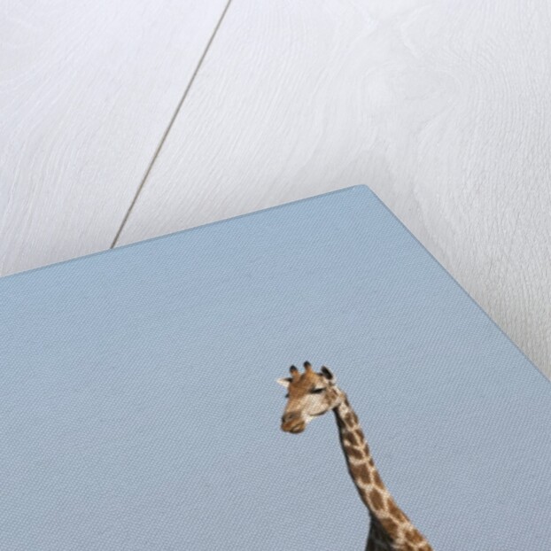 Southern giraffe (Giraffa camelopardalis) by Anonymous