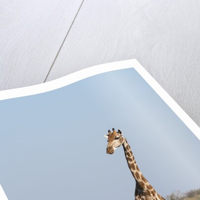 Southern giraffe (Giraffa camelopardalis) by Anonymous